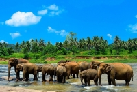 pinnawala