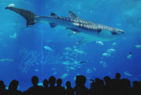 okinawa aquarium