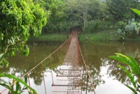 bocuare jungle