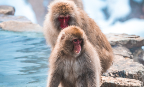 Japanese snow monkey 