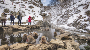 Jigokudani Monkey Park