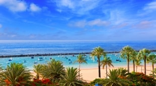 tenerife papludimys palmes 13112