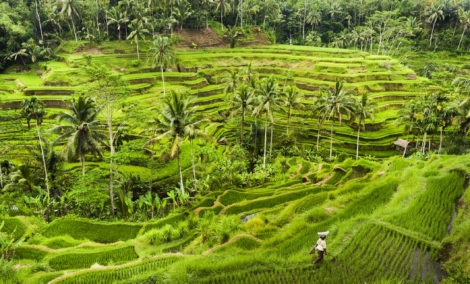 bali ubud
