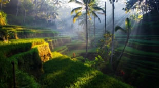 Ryžių terasos, Ubudas