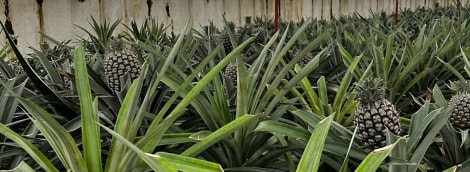 Anananasų plantacija