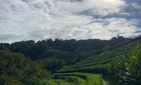 Arbatų plantacijos