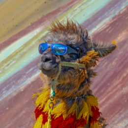 lama