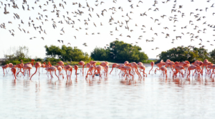 rio lagartos flamingai