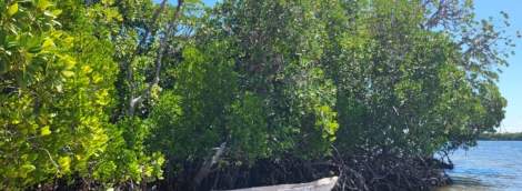 Mangroves