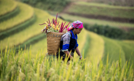 hmong mu cang chai