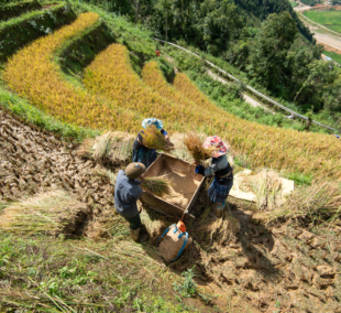 Mu Cang Chai Yen Bai