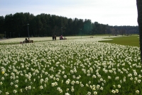 vijūnėlės parkas gėlės 1829