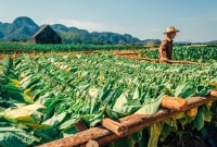 VINJALES plantacija