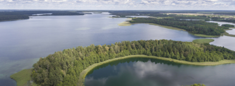 vygriai