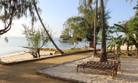 Zanzibar Bay papludimys
