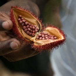 zanzibaras plantacija