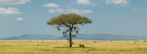 Zanzibaras laukinis gyvenimas
