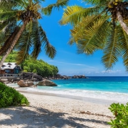 Zanzibaras palmės