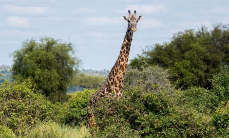 Zanzibaras žirafa