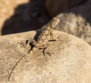 Žuvų upės kanjonas driežas