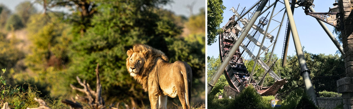 Heide parkas ir Serengeti safaris