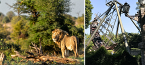 Heide parkas ir Serengeti safaris