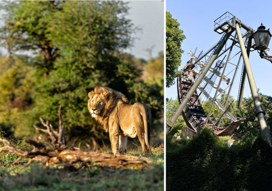 Heide parkas ir Serengeti safaris