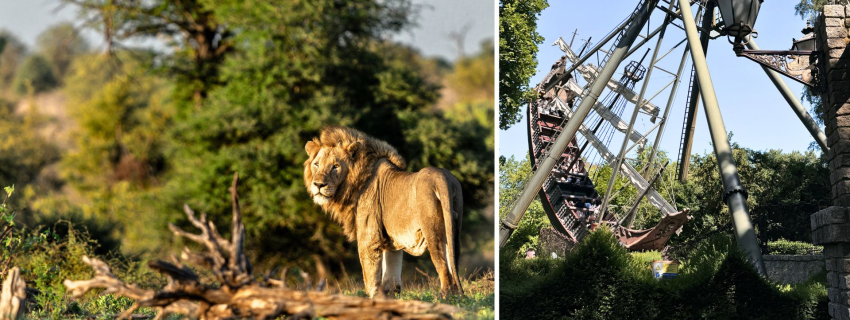 Heide parkas ir Serengeti safaris