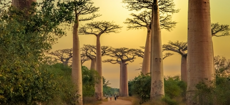Madagaskaras