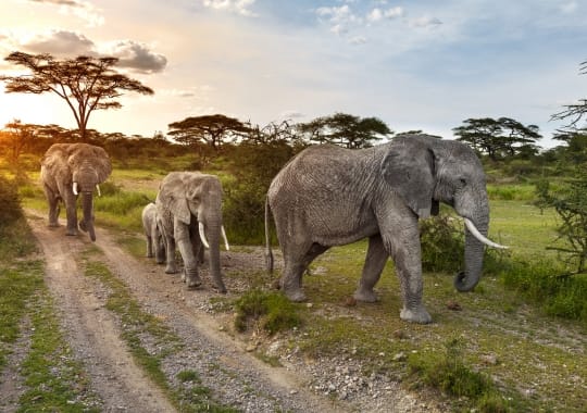 Kenija, Tanzanija ir Zanzibaras