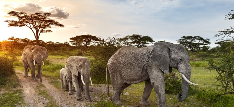 Kenija, Tanzanija ir Zanzibaras