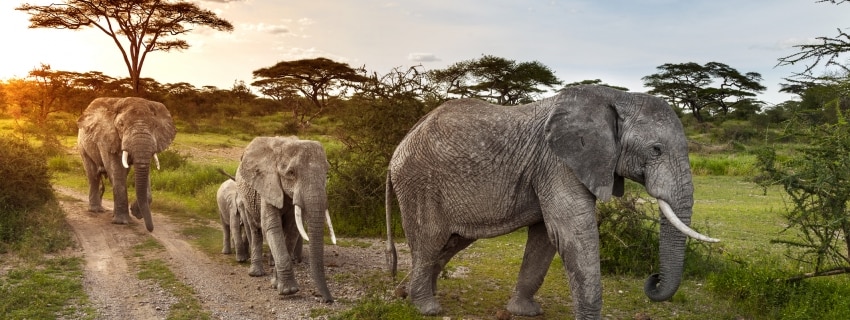 Kenija, Tanzanija ir Zanzibaras