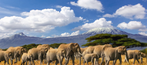 Pažintinė Kenija su safariais