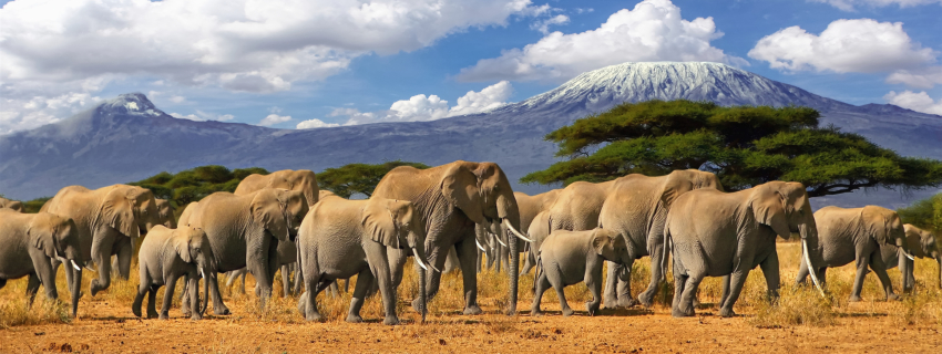 Pažintinė Kenija su safariais