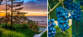 Poilsinė-pažintinė gurmaniška Latvija