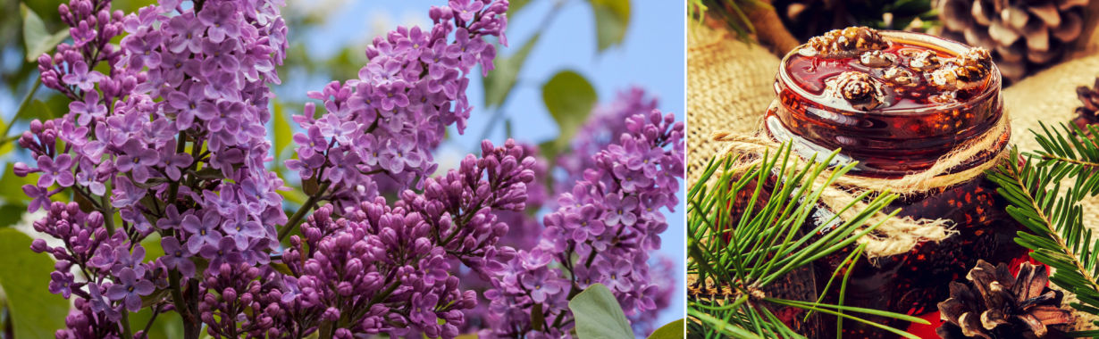 Latvija: alyvų ūkis ir pušų paslaptys