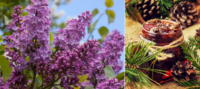 Latvija: alyvų ūkis ir pušų paslaptys