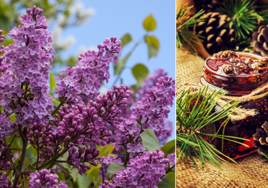 Latvija: alyvų ūkis ir pušų paslaptys