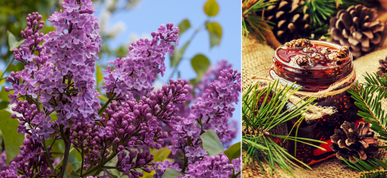 Latvija: alyvų ūkis ir pušų paslaptys