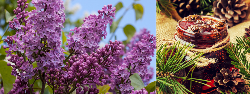 Latvija: alyvų ūkis ir pušų paslaptys