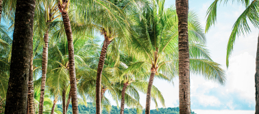 Vietnamas