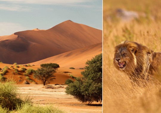 Safaris į Namibiją