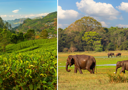 Šri Lanka ir Maldyvai