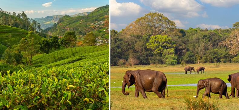 Šri Lanka ir Maldyvai