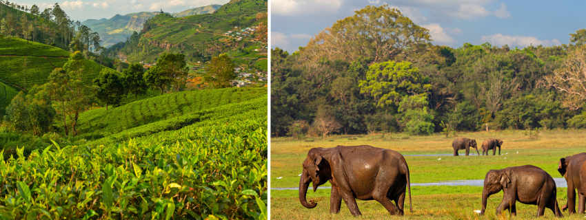 Šri Lanka ir Maldyvai